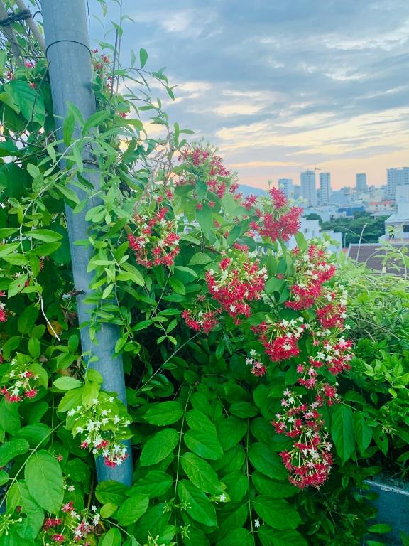 Animor Green Home Villa Da Nang – Photos 3