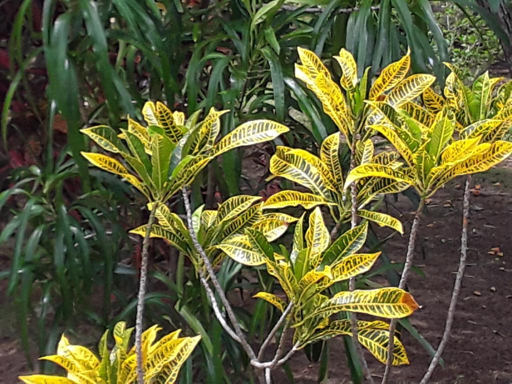 Suduweli Beauties of Nature room 2