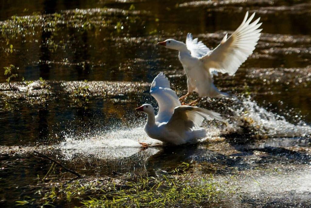 Bed and Breakfast Family Djukic room 3