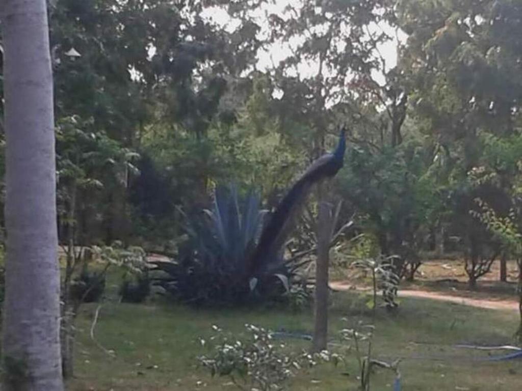 Lavish Eco Jungle room 1