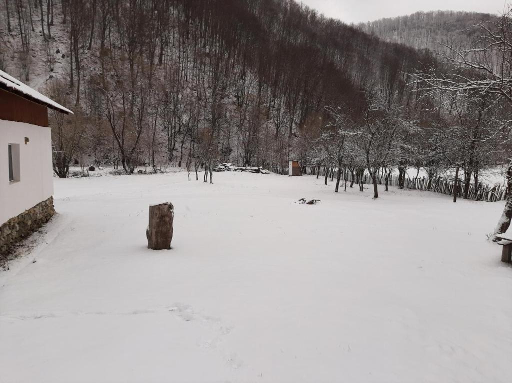 Cabana lui Foarda room 2