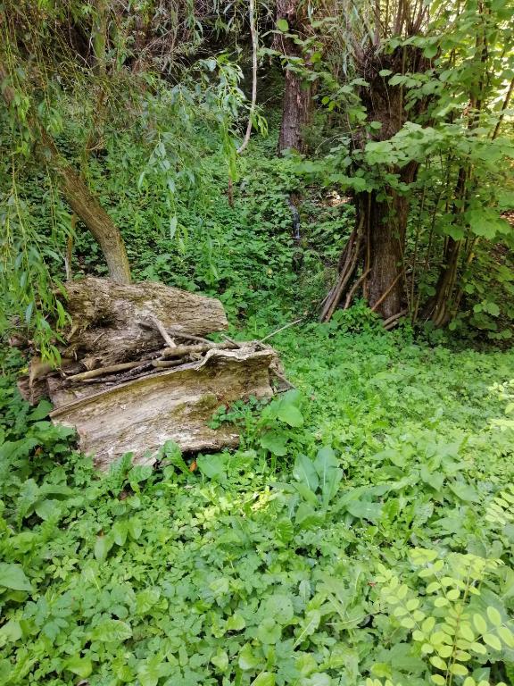 PENSIUNEA STEFANIA room 4