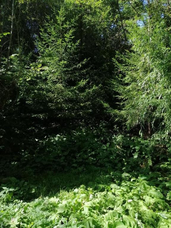 PENSIUNEA STEFANIA room 5