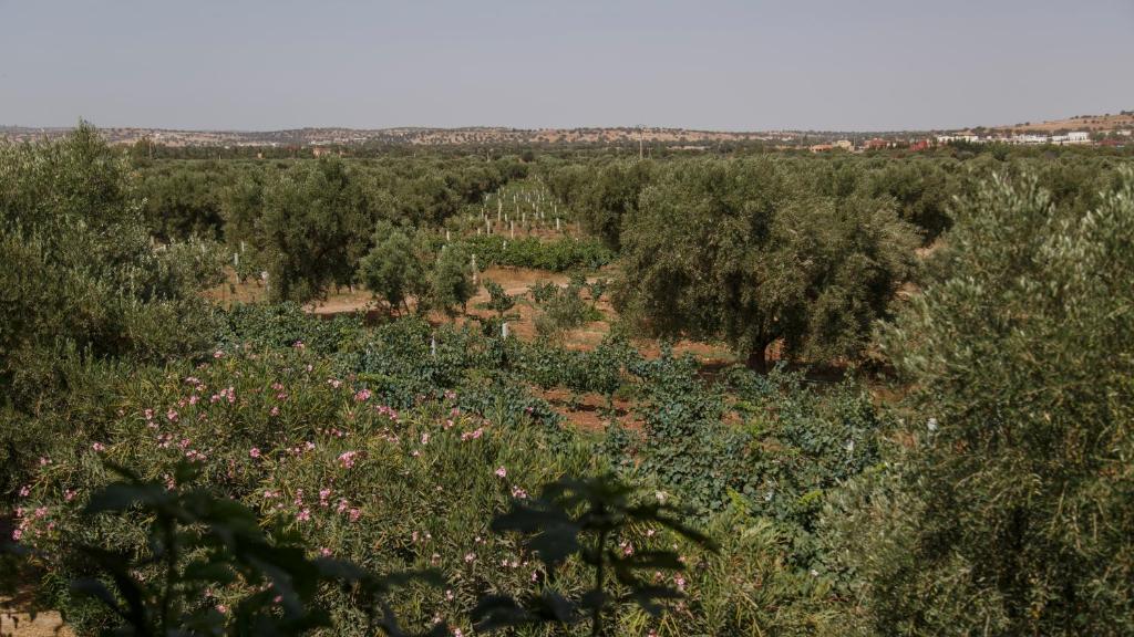 Ryad de Vignes " Le Val d'Argan " room 2