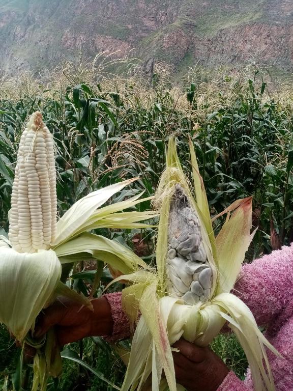 Yuraq Wasi Urquillos room 3